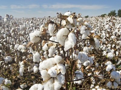 travail forcé culture coton ouïghours en Chine opacité de la supply-chain & risques sanctions juridiques et financieres conformité compliance fcpa loi sapin2